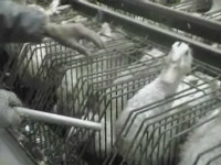 Rangées de canards enfermés dans des cages étroites