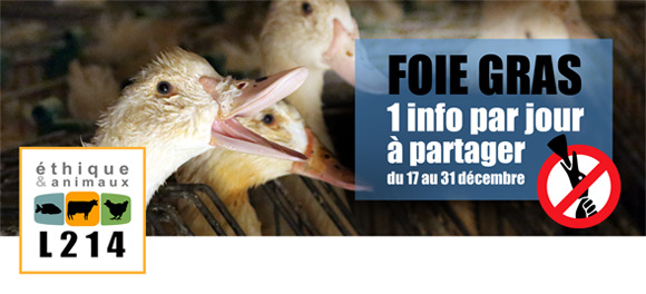 1 info par jour sur le foie gras