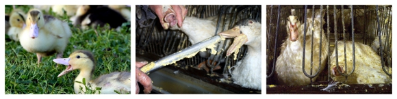 enquêtes sur le foie gras