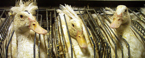 Canards en cage