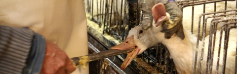 Transport vers l'abattoir
