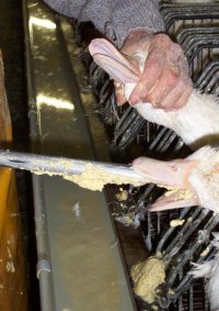 O que é foie gras? Como é feito e porque é tão polêmico