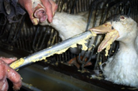 foie gras - gavage
